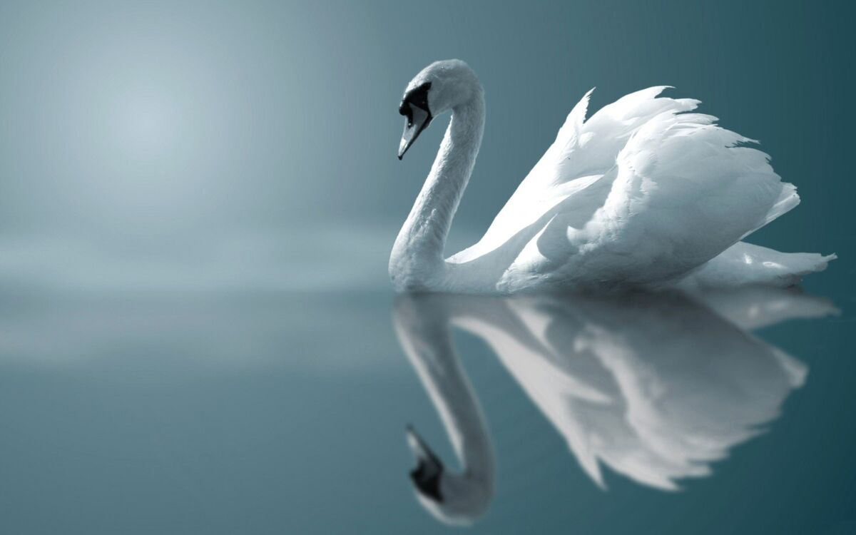 SWAN SWAN