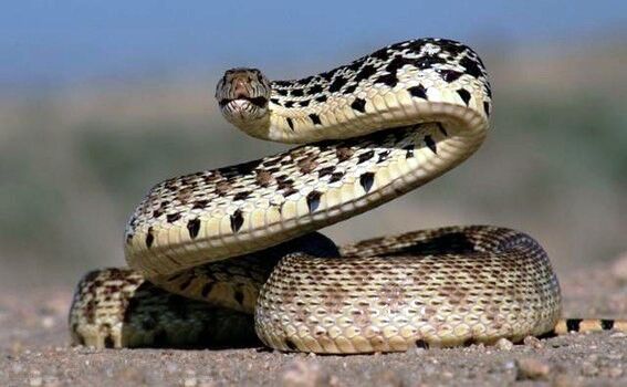 COILED SNAKE COILED SNAKE