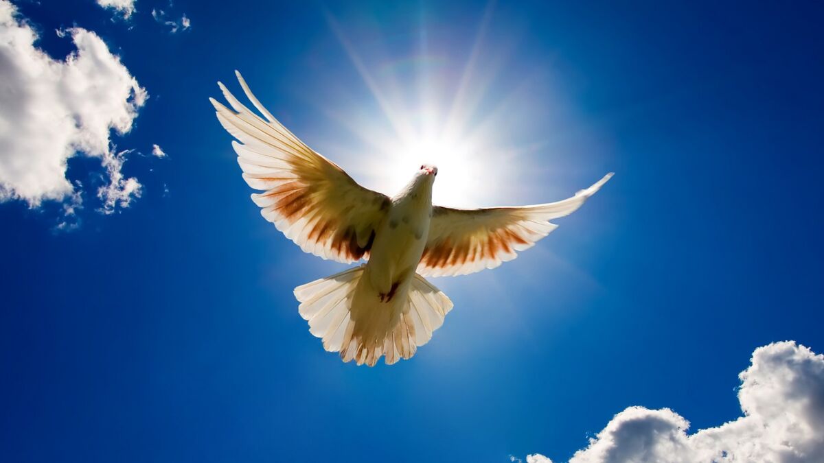 Fight For Freedom Fight For Freedom
