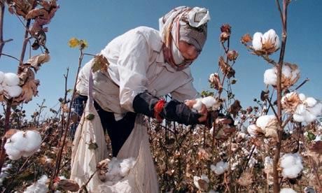 Cotton Lady