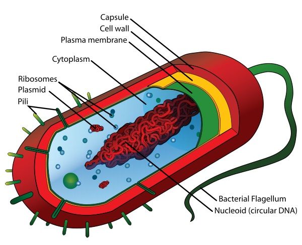 We are not our cells We are not our cells
