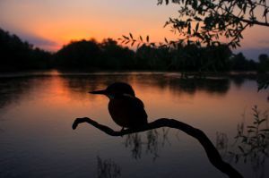 Fisher at Sunrise