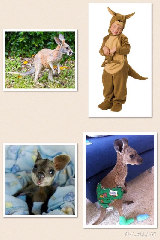 Sweet kangaroo 