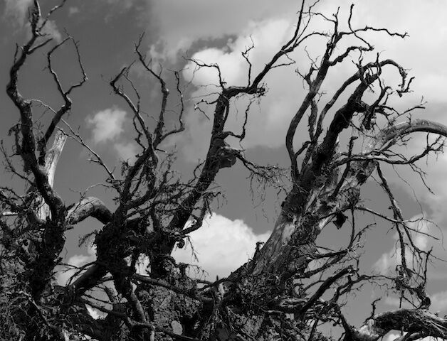 The Haunted Forest---A sort of weird love story from Jude The Haunted Forest---A sort of weird love story from Jude