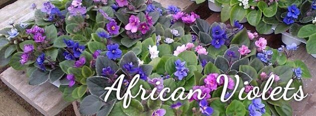 African violet 
