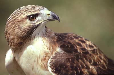 RED HAWK RED HAWK