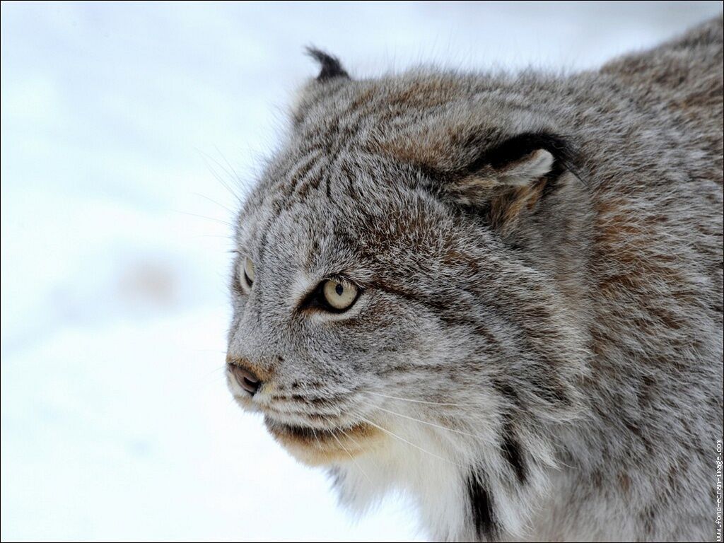 ANDRICON OF THE LYNX ANDRICON OF THE LYNX
