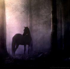 Dark Horse Dark Horse