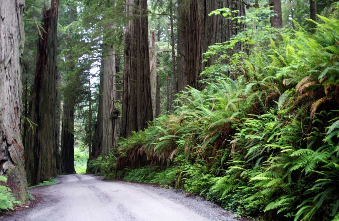 No one on this road(but me)