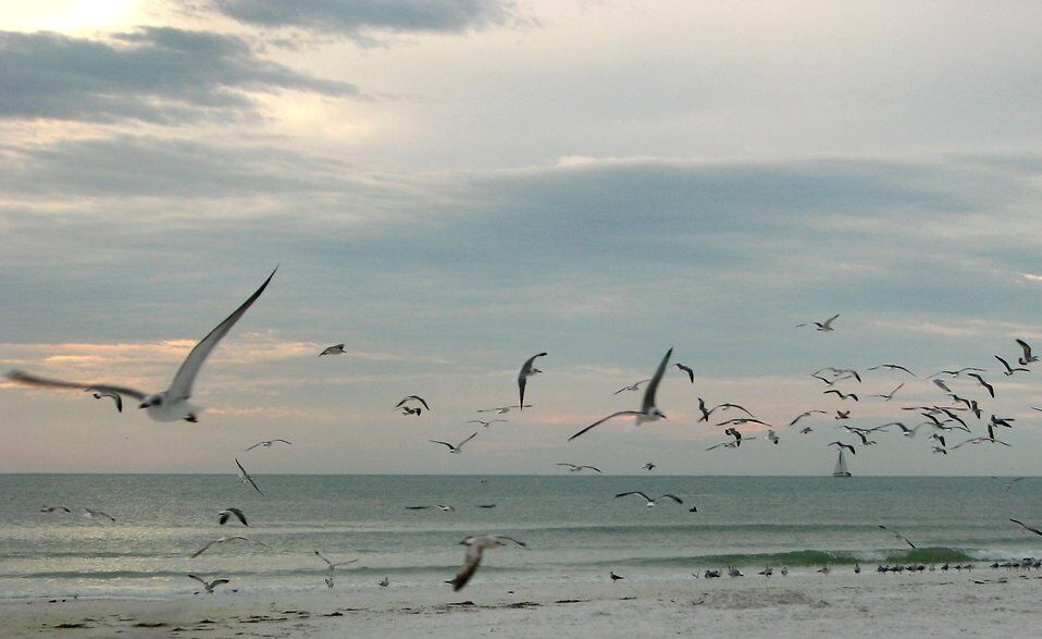 MOUTHS OF GULLS