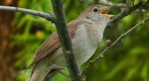 Little Bird Little Bird