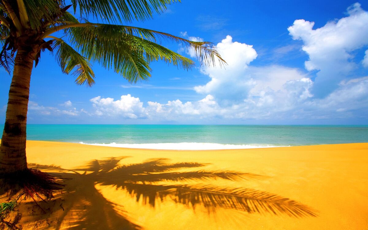 The Beach The Beach