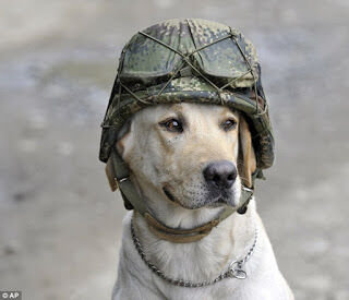 Canine Soldier 