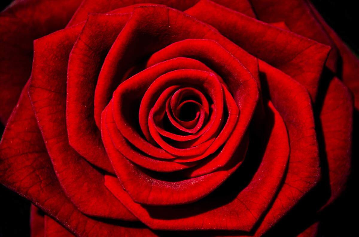 The Love We Share The Love We Share