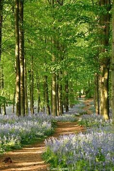Dappled Woodland Dappled Woodland