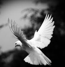 White Winged Dove 