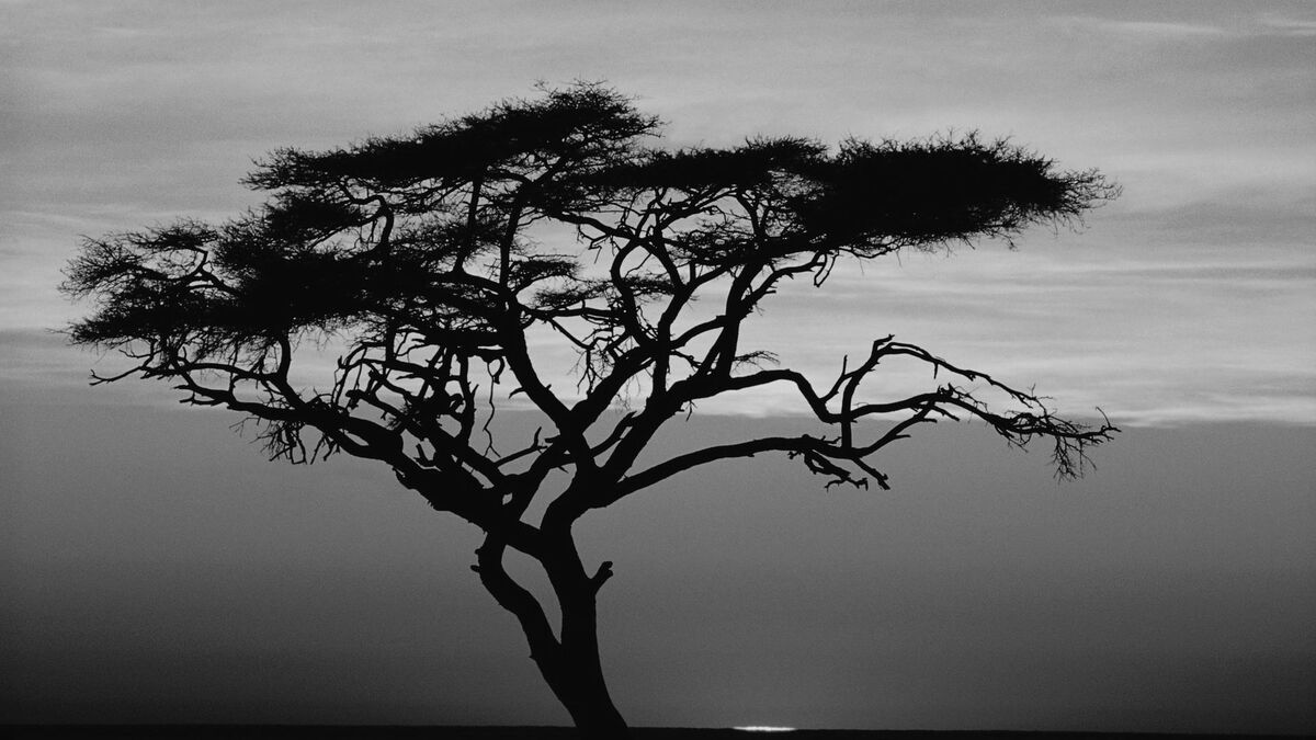 “thorny Tree” by Junaid Boughan “thorny Tree” by Junaid Boughan