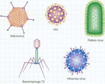 Viruses &amp; Hysteria