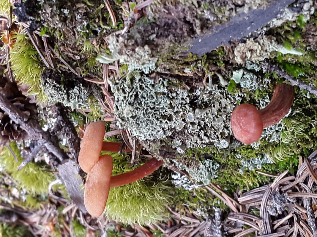 Remarkable red shroom trio illuminates to one of my kind. aww the beauty my husband can find. 