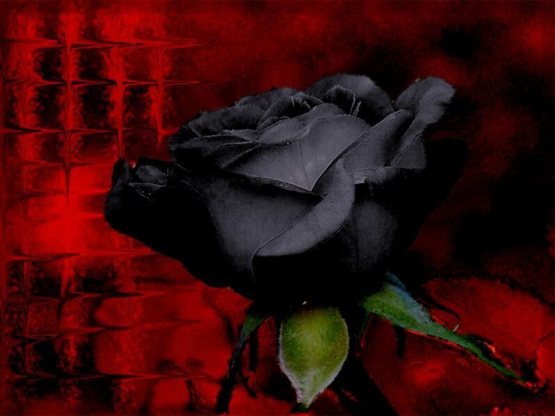 Onyx Rose