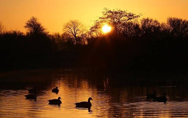 MORNING GEESE