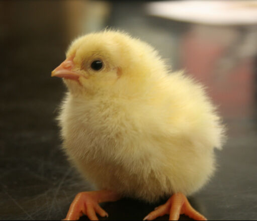 Cha-la Cha-la Cha-la Cha-la