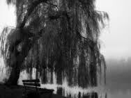 weeping willows weeping willows