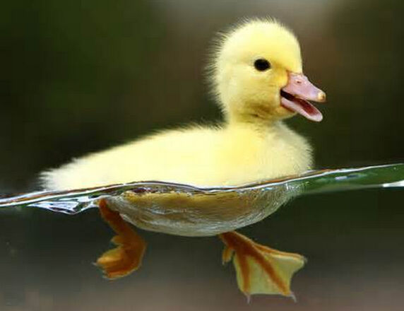 Howard The Mallard
