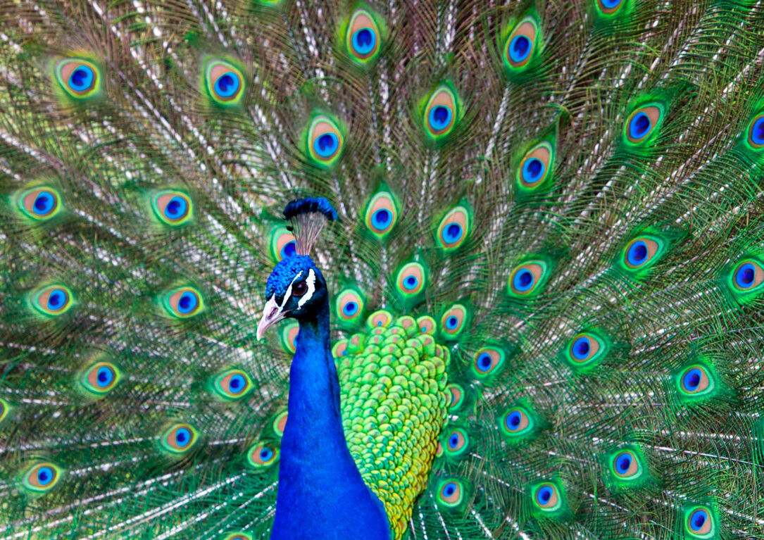 Proud As A Peacock