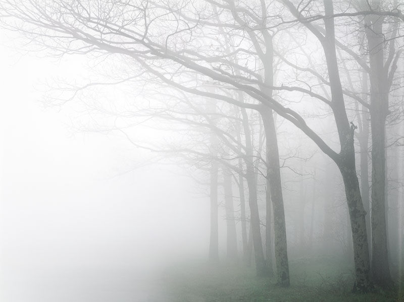Fog Fog