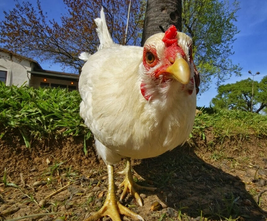 Why Most Chickens Don't Snore Why Most Chickens Don't Snore