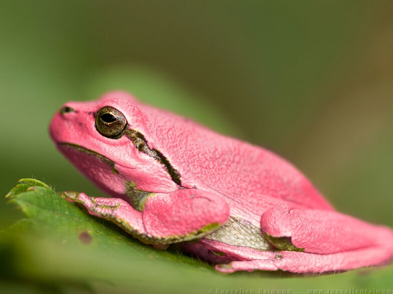 Pretty Pink Frogs Pretty Pink Frogs