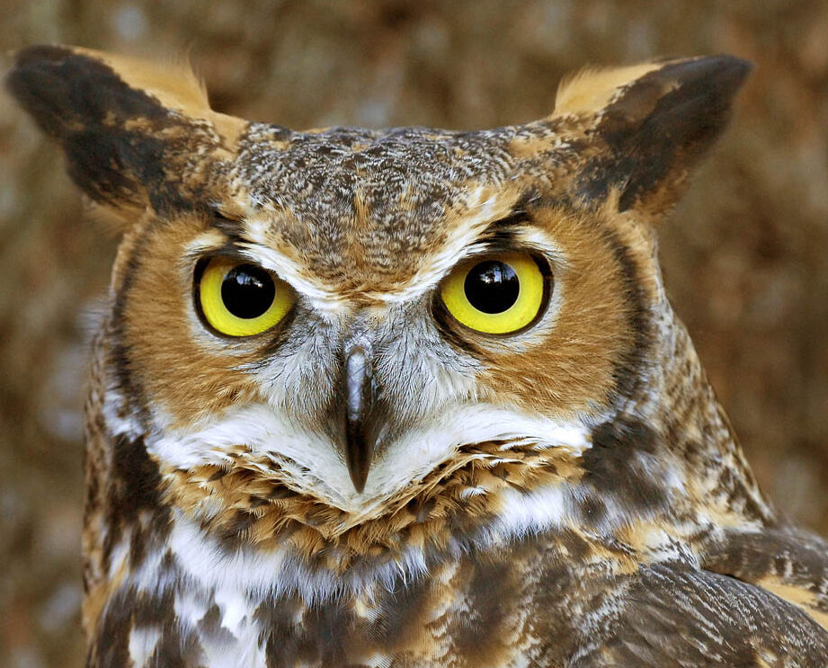 Orville The Owl Orville The Owl