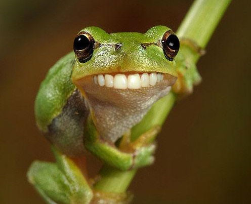 Do Frogs Wear Froggie Dentures? Do Frogs Wear Froggie Dentures?