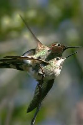 Hummingbird Seduction Dance Hummingbird Seduction Dance