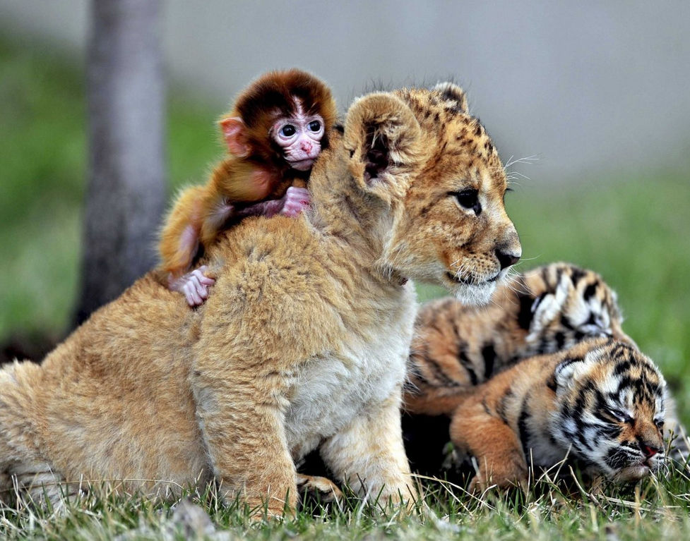 Friendships Flourish Friendships Flourish