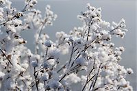 Before the snows come Before the snows come