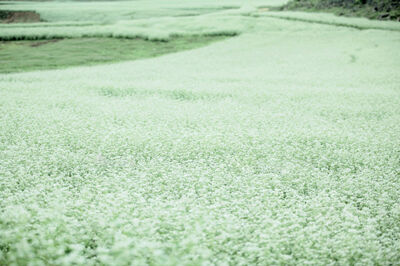 Buckwheat Flowers Blooming Buckwheat Flowers Blooming