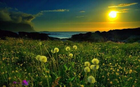 Beautiful meadow Beautiful meadow