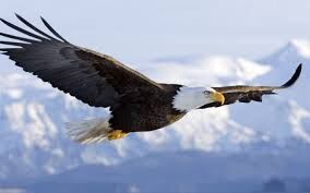 Eagle's tour Eagle's tour