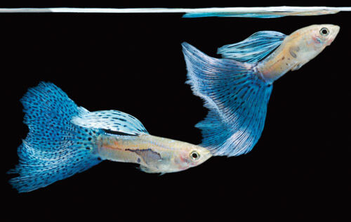Guppy Guppy