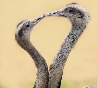 Ever Seen Two Ostriches Kissing? Ever Seen Two Ostriches Kissing?