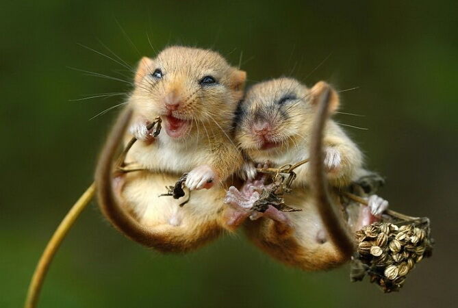 " ME & MY DORE !?" X " ME & MY DORE !?" X