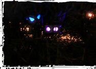 Spooky bushes Spooky bushes