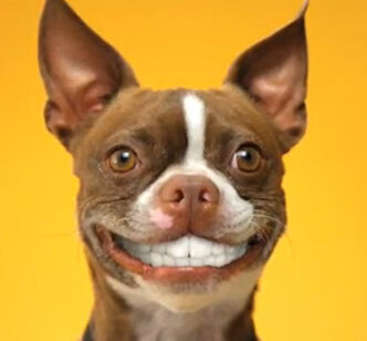 Smile All You Poopers Smile All You Poopers