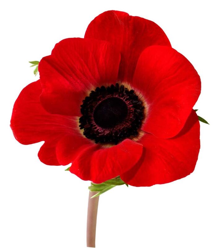 Lest we forget 