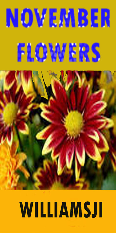 NOVEMBER FLOWERS : DAY 12 WILLIAMSJI MAVELI WRITES, EVERYTHING GOES AND MOVES.... NOVEMBER FLOWERS : DAY 12 WILLIAMSJI MAVELI WRITES, EVERYTHING GOES AND MOVES....