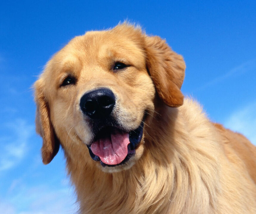 Man's Bestest Friend Man's Bestest Friend