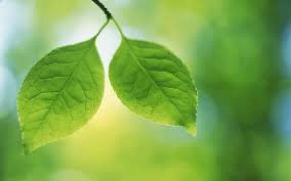 DECEMBER DEWS: DAY 11, WILLIAMSJI MAVELI WRITES, YOUR GREEN LEAVES OF LOVE DECEMBER DEWS: DAY 11, WILLIAMSJI MAVELI WRITES, YOUR GREEN LEAVES OF LOVE