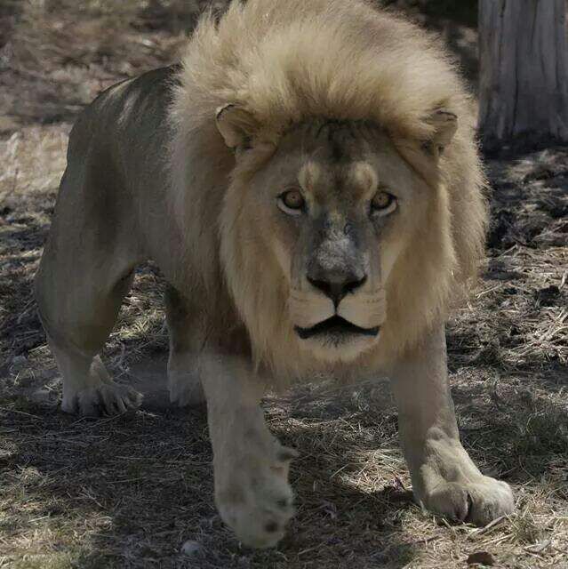 A lion A lion